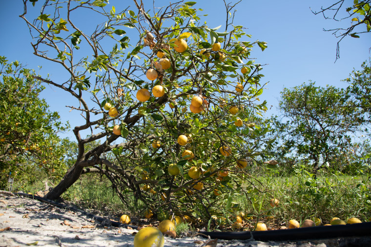 Fallen oranges and damaged trees following Hurricane Ian in Florida
