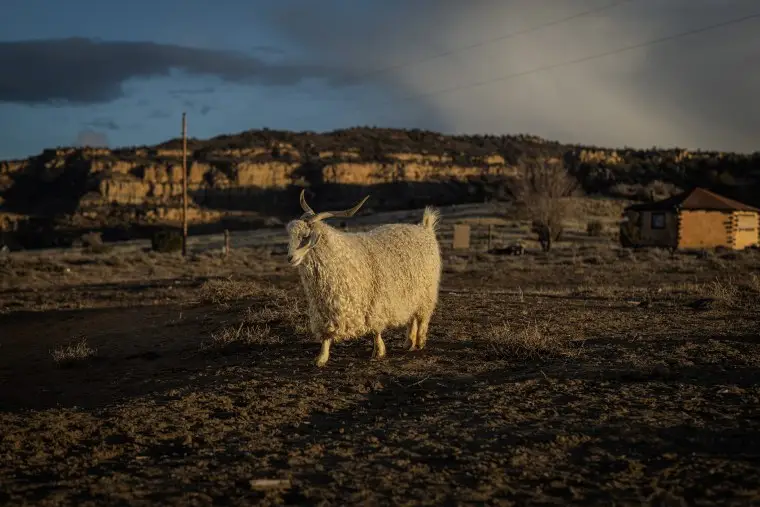 A sheep walks to the sheep corral  in Tohlakai, N.M., on March 13, 2023.