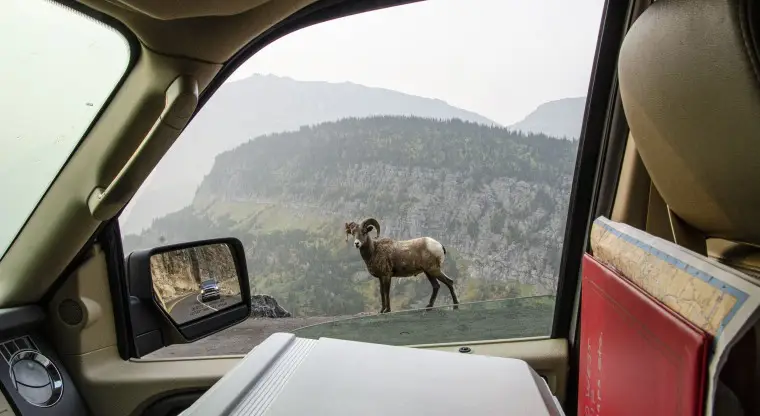 Montana, Glacier National Park, Going-to-the-Sun Highway, Big Horn Sheep walking Highway Retaining Wall from Auto