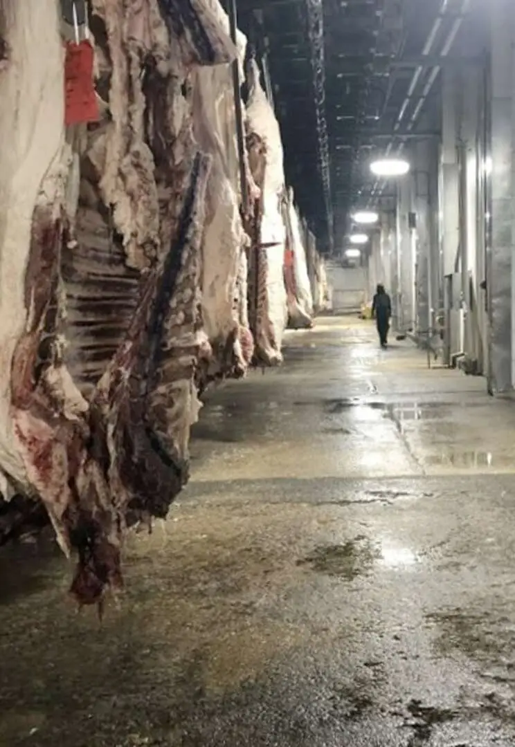 Carcasses inside an unnamed slaughterhouse where Department of Labor investigators found children illegally cleaning overnight.