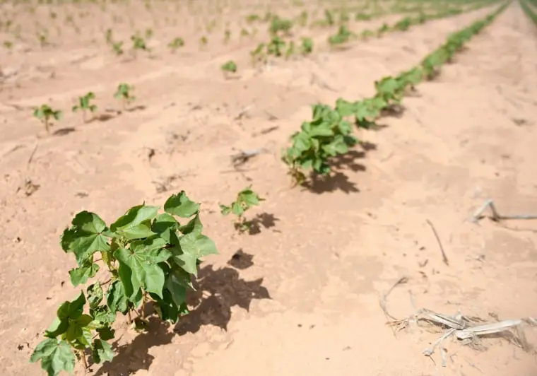 A cotton farm in Lynn County, Tesas, on Friday, July 7, 2023.